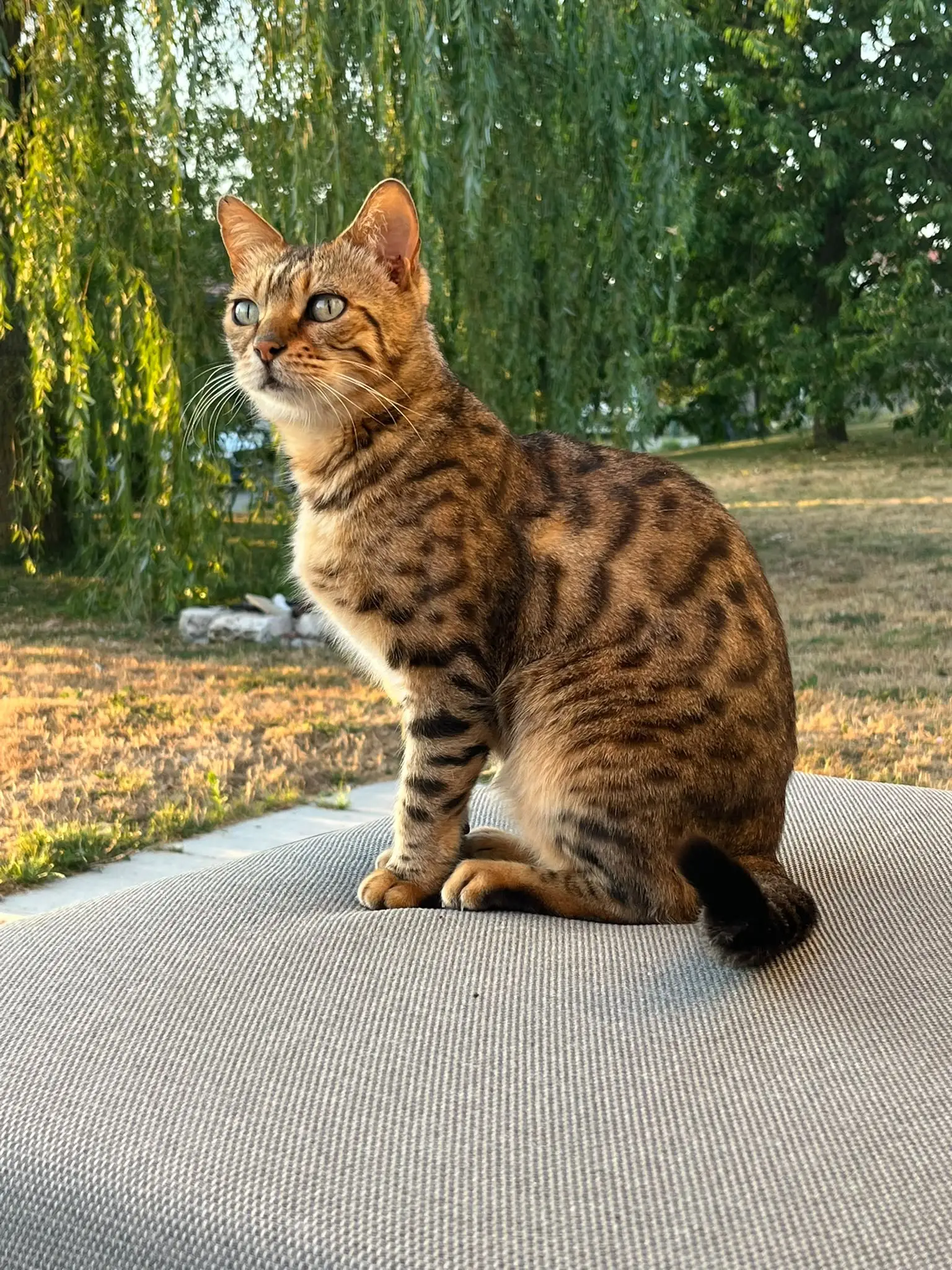 Chat bengal assis dans un jardin