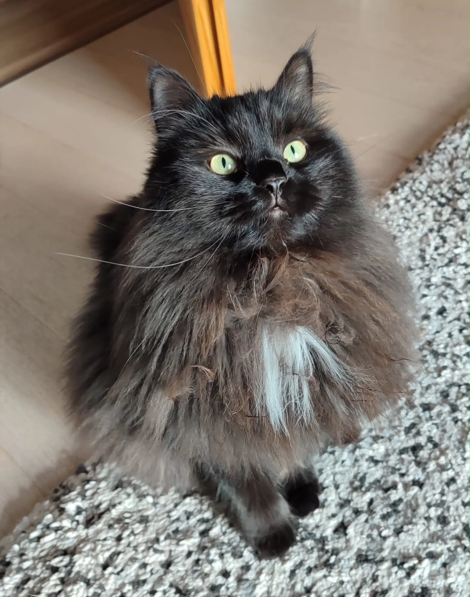 Chat noir à poil long aux yeux verts