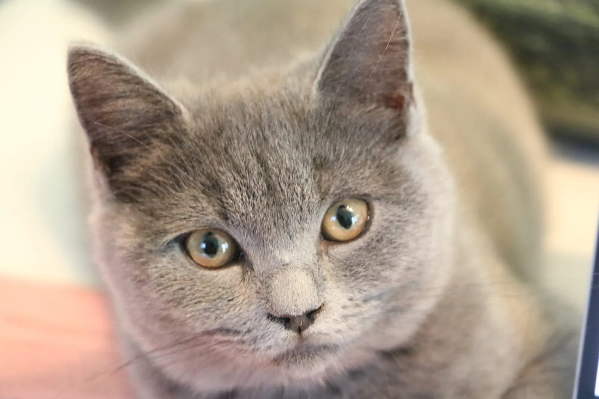 Portrait d'un chaton chartreux aux yeux dorés