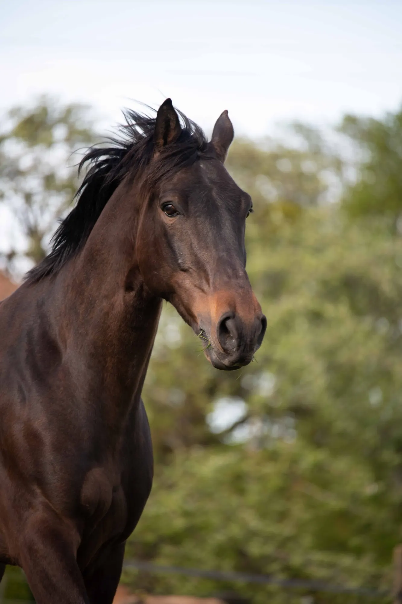 Portrait d'un cheval bai