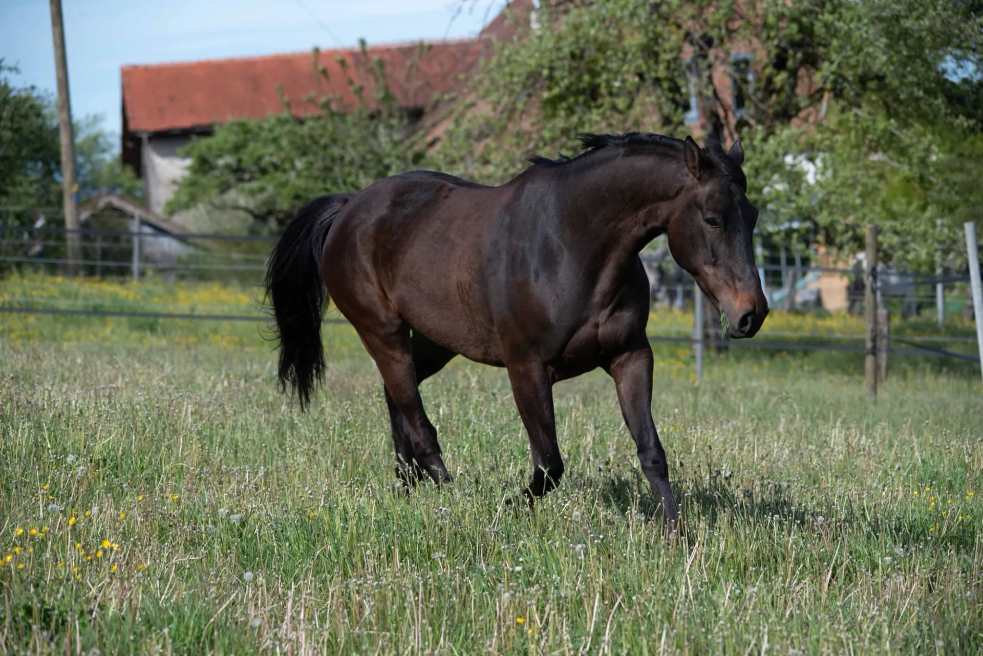 Cheval bai au trot dans un pré devant une ferme