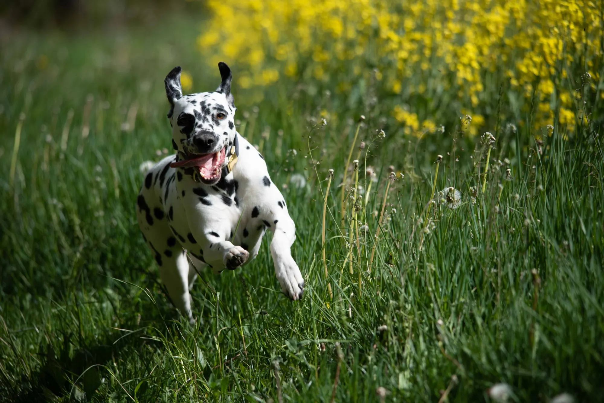 Chien dalmatien courant dans un champ