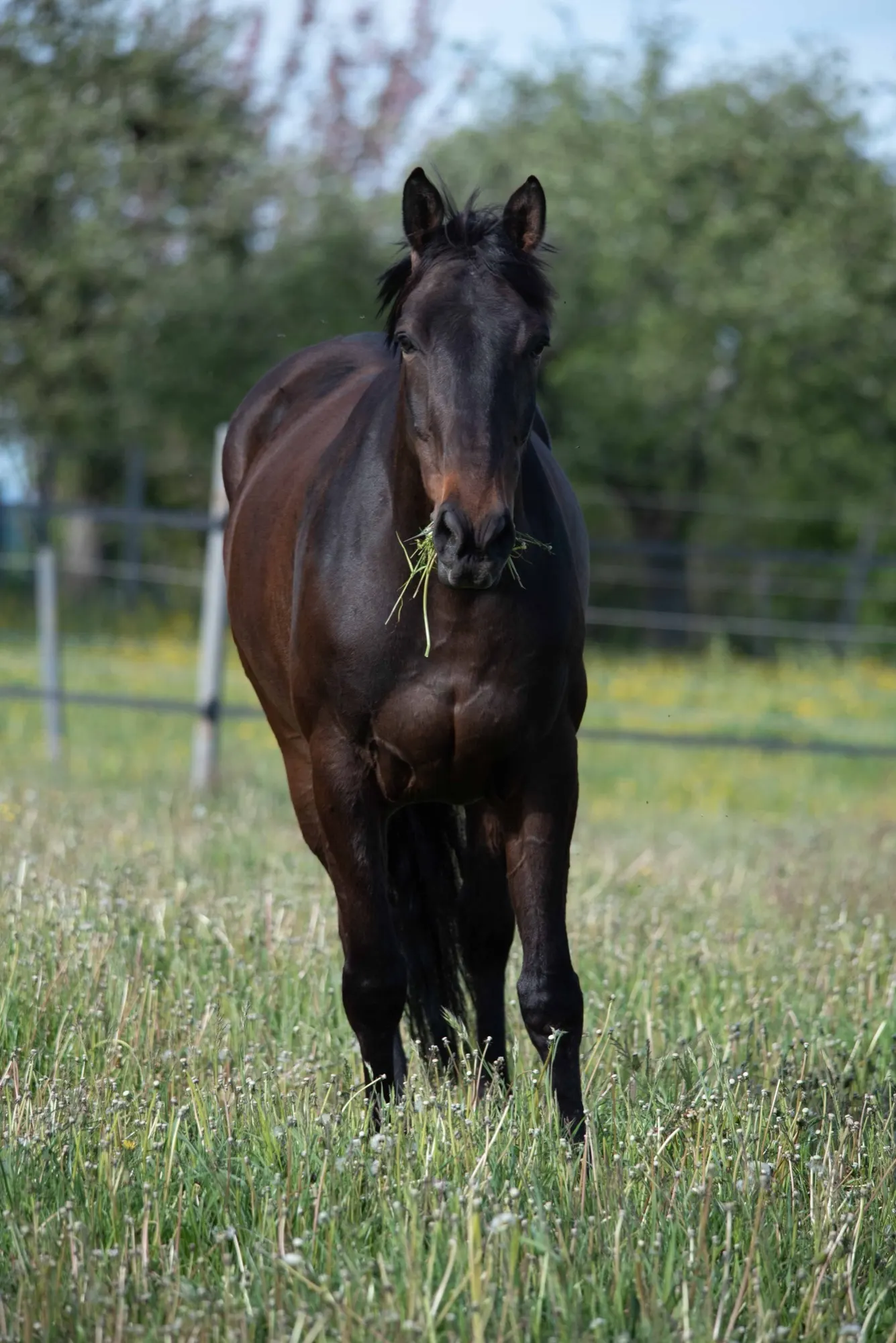 Cheval bai au pré dans le Vully