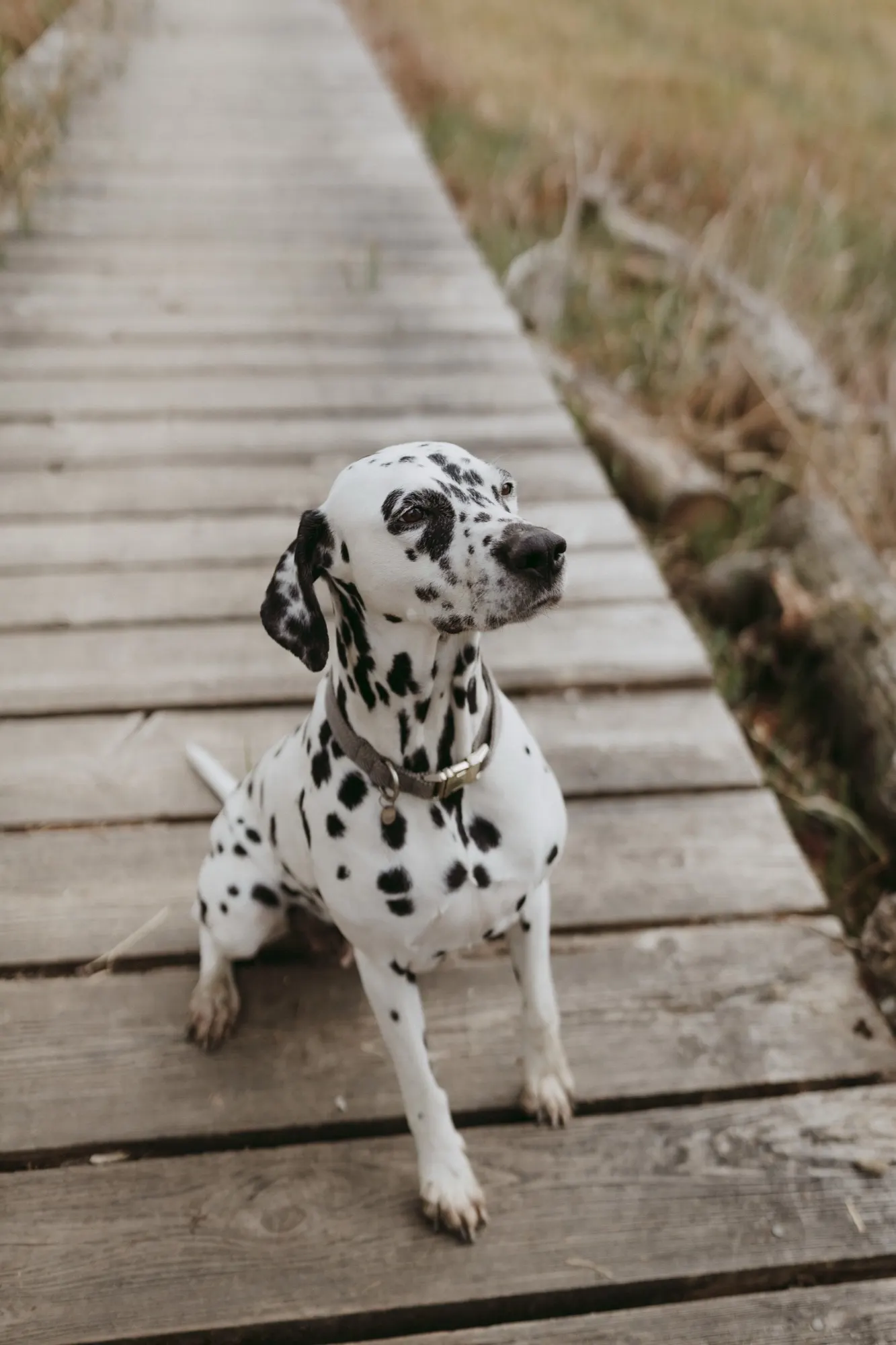 Chien dalmatien assis sur un ponton en bois